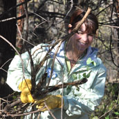 Buckthorn stacking.jpg